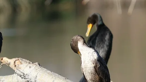 Cormorant preening Video stock 91071982