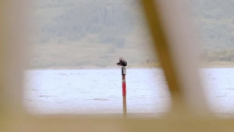 A Cormorant Preening on a Post in the Water, Framed by a Wooden Structure Stock Footage 327823124