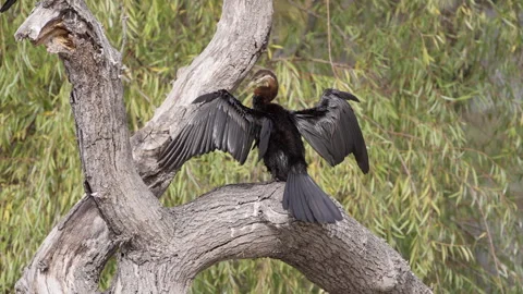 Cormorant Preening with Wings Spread on Tree Branch Stock Footage 311148236