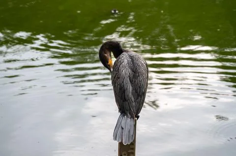 A cormorant preens its feathers while perched on a post by calm water. Stock Photos