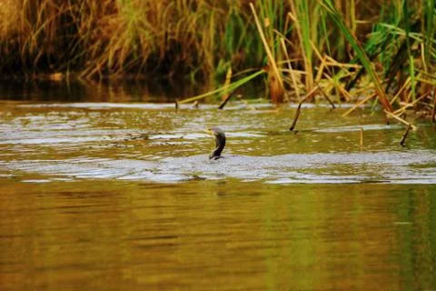 Cormorant in the process of catching fish Stock Photos