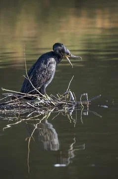 Cormorant ready for attack Foto stock
