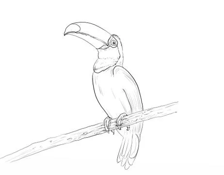A cormorant, realistic animals Stock Illustration