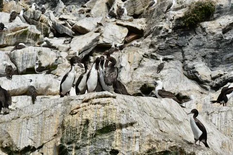Cormorant Reserva Nacional Pinguino de Humboldt chile Stock Photos