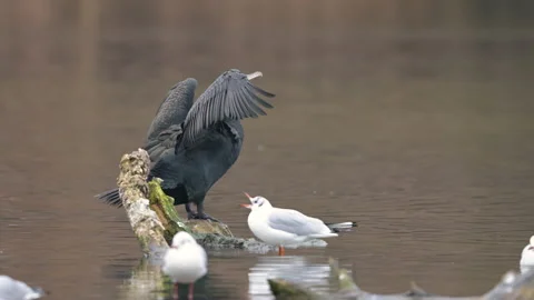 A cormorant resting on branch, cloudy day in winter Stock Footage 168069311