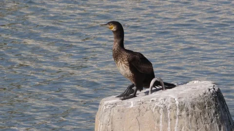 A cormorant  resting on a concrete platform 스톡 동영상 306292598