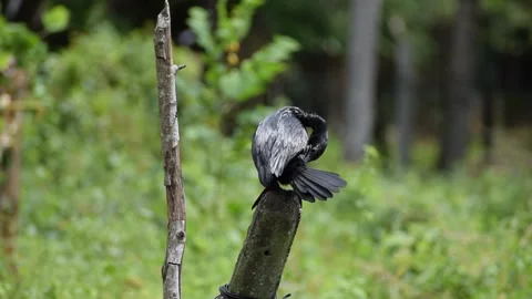 Cormorant resting Stock Footage 256802289