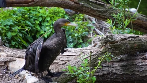  A Cormorant resting on a rock Stock-Footage 254120459