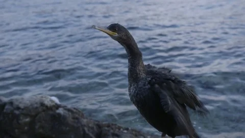 Cormorant on a rock Stock Footage 91987618