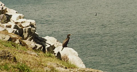 Cormorant on the rock Stock Footage 168458806