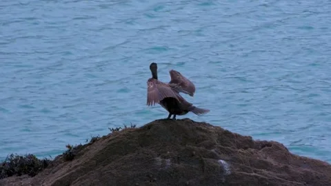 Cormorant on a Rock Stock Footage 282901206