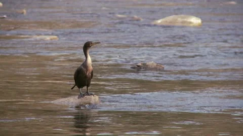 Cormorant on Rock HD Stock Footage 10678848