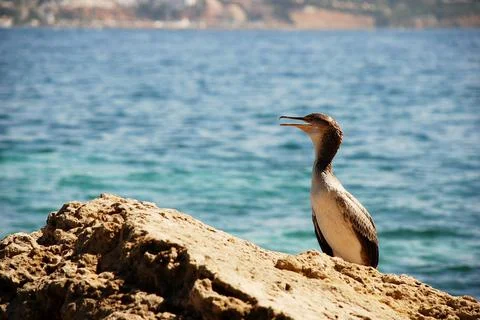 Cormorant in a rock Stock Photos