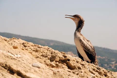 Cormorant in a rock Stock Photos