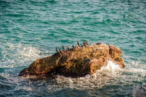 Cormorant rocks Stock Photos