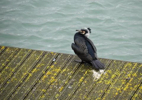A Cormorant sat on the jetty of Brighton Marina Stock Photos