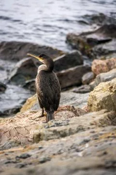 Cormorant on sea side Stock Photos
