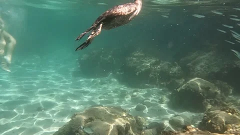 Cormorant seabird Stock Footage 211874709