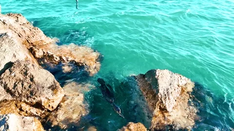 A cormorant in search of a fish Stock Footage 280249391