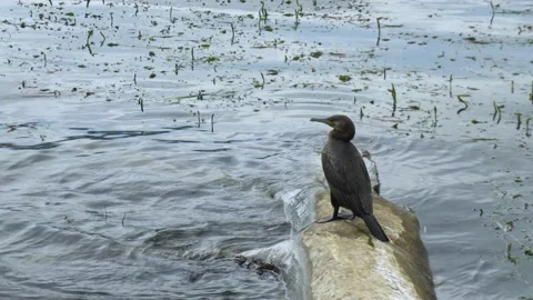 The cormorant sits on a dry fallen tree by the lake. A black bird of prey is 스톡 동영상 204938438