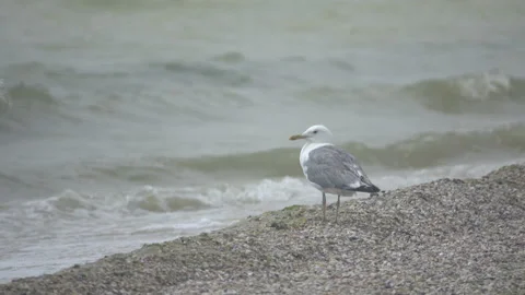 Cormorant sitting on the beach 库存影片 100046601