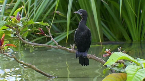 A Cormorant sitting on a branch Stock Footage 52531765