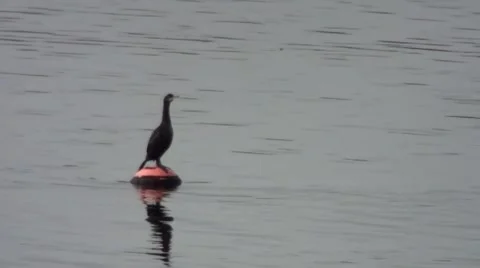 Cormorant sitting on a marker Buoy Stock Footage 44334590