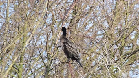 Cormorant sitting in the tree and watch spring Stock Footage 141373183