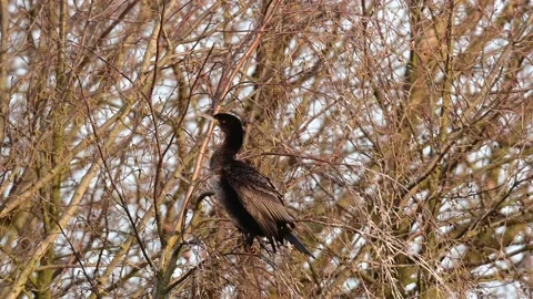 Cormorant sitting in the tree for dry her wings, spring Video stock 141372936