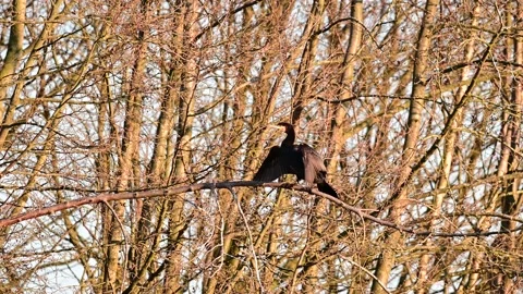 Cormorant sitting in the tree for dry her wings, spring Stock Footage 143193560