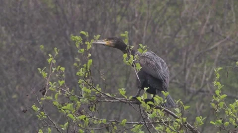 Cormorant sitting on a tree in spring Stock Footage 263876795