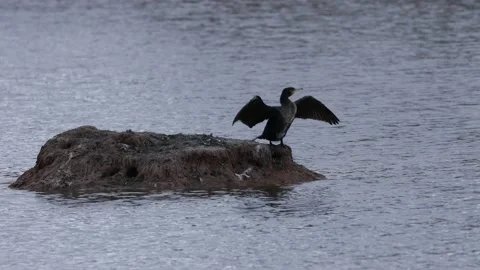 A cormorant with spread wings Stock Footage 166029421