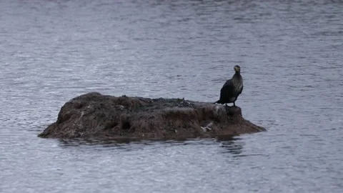 A cormorant with spread wings Stock Footage 166029637