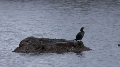 A cormorant with spread wings Stock Footage 166030467