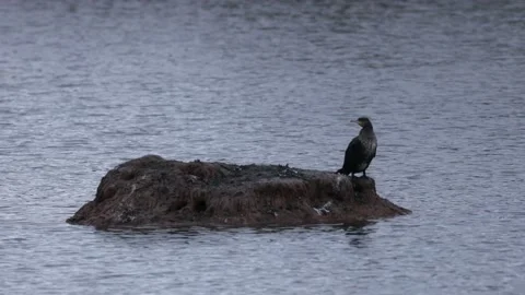 A cormorant with spread wings Stock Footage 166030721