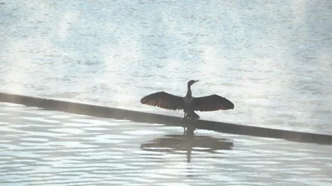 A cormorant with spread wings warms itself in the autumn morning sun Stock Footage 291294556