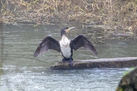 Cormorant spreading its wings Stock Photos