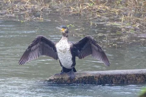 Cormorant spreading its wings Stock Photos