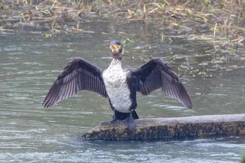 Cormorant spreading its wings Stock Photos