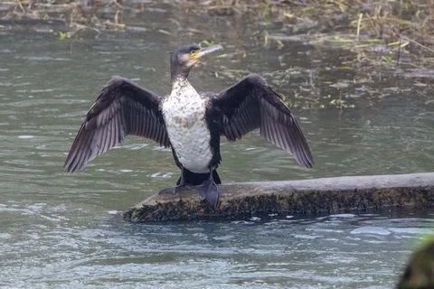 Cormorant spreading its wings Stock Photos