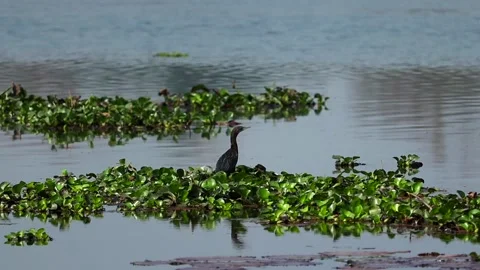 Cormorant spreading wings on floating aquatic plants in calm lake Stock Footage 330709229