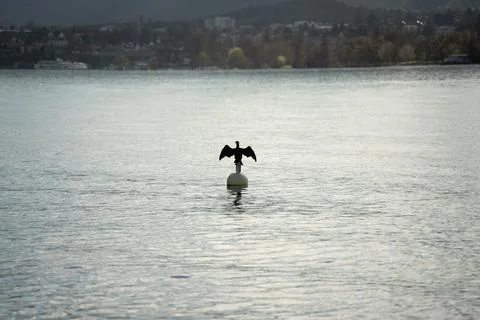 Cormorant spreading wings, perched on a white buoy, on a calm lake surface 库存照片