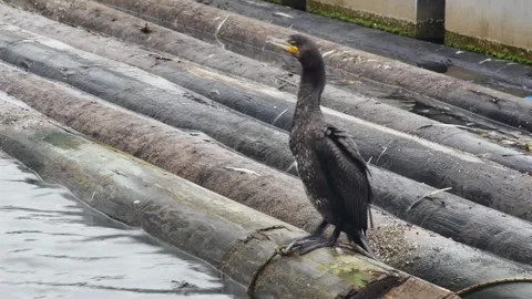 Cormorant spreads and flaps its wings on floating logs Vídeos de archivo 254636697