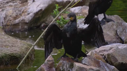 A Cormorant standing  Stock Footage 253739170