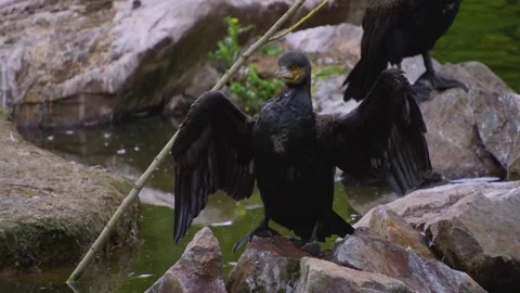 A cormorant standing up Stock Footage 254166190