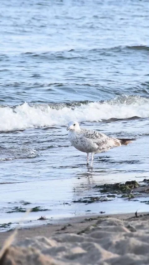 Cormorant stands on the seashore Stock Footage 243769299