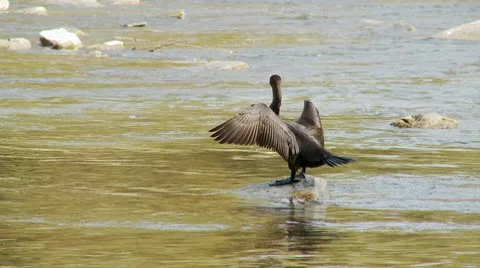 Cormorant on Stone HD Stock Footage 10610130
