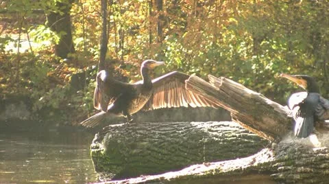 Cormorant in the Sun Видео 12289000
