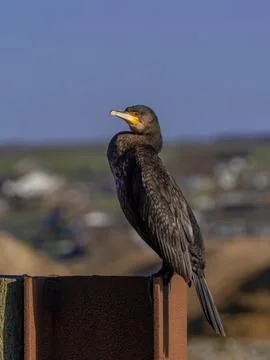 Cormorant in Sun Stock Photos