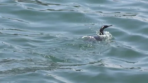 The cormorant swims Vídeo Stock 79905401